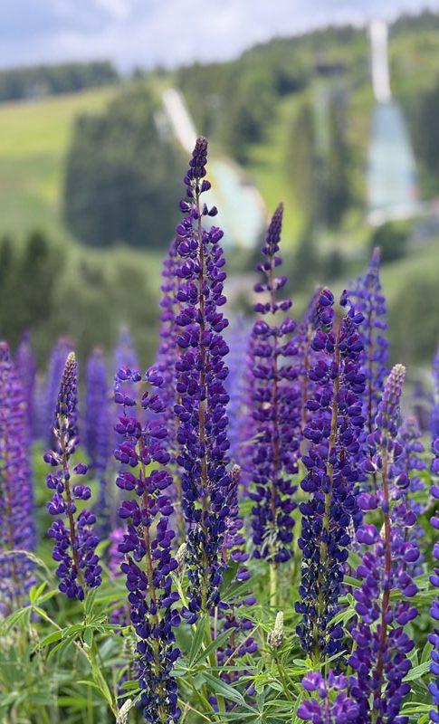 Wandern im Erzgebirge Oberwiesenthal Sommer Ferienhaus